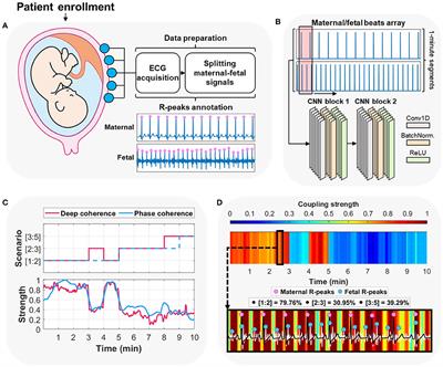 Deep learning identifies cardiac coupling between mother and fetus during gestation